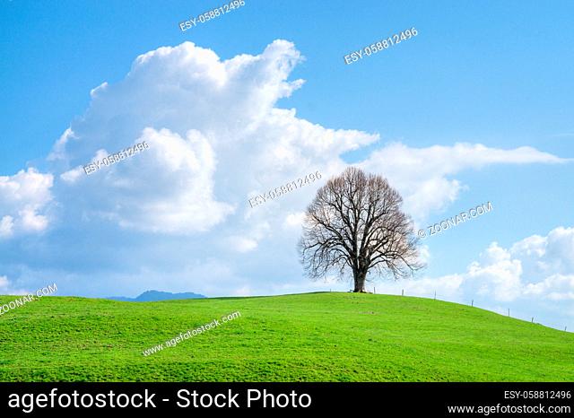 Solitary big bald tree standing alone in a field in springtime against a blue sky with cumulus clouds