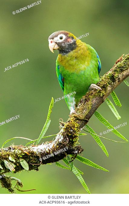 Brown-hooded Parrot (Pyrilia haematotis) perched on a branch in Costa Rica