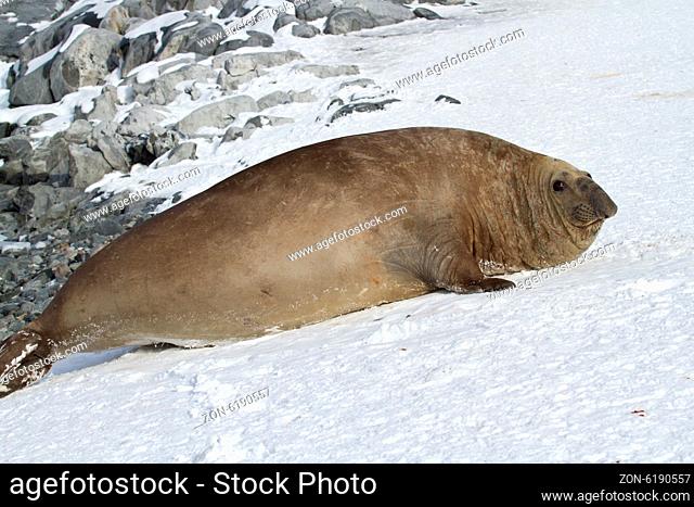 adult male southern elephant seal which lies in the snow Antarctic Islands