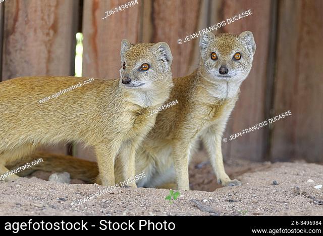 Yellow mongooses (Cynictis penicillata), adults, at the burrow entrance, alert, Mata-Mata rest camp, Kgalagadi Transfrontier Park, Northern Cape, South Africa