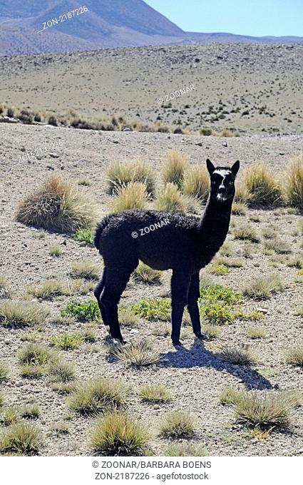 Llama, Reserva Nacional de las Vicunas, Lauca National park, Lama, Nationalpark, Norte Grande, northern Chile, Nordchile, Chile, South America, Suedamerika
