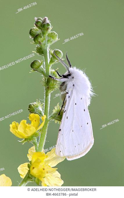White ermine (Spilosoma lubricipeda), on Common agrimony (Agrimonia eupatoria), Burgenland, Austria