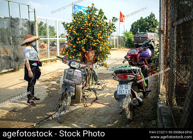 07 February 2021, Vietnam, Hanoi: A plant seller rests in front of a moped on which she has just attached kumquat trees to be delivered