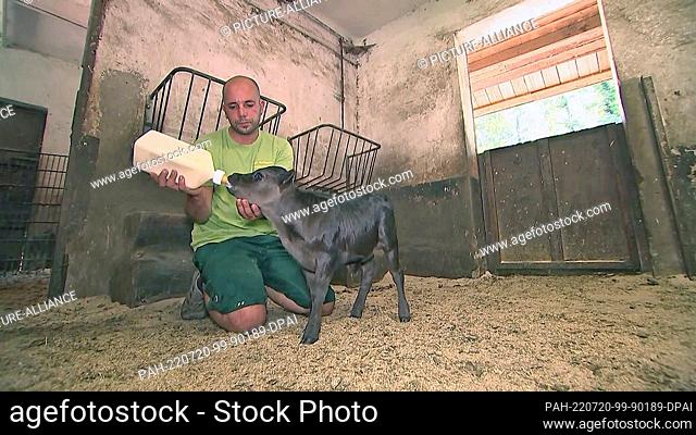 19 July 2022, Saxony-Anhalt, Köthen: Dahomey dwarf cattle baby Oskar is bottle-fed natural cow's milk by Andy Bemmann (animal keeper)
