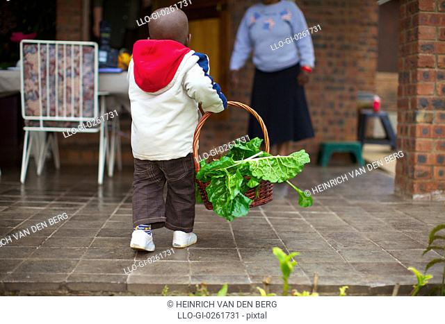 Toddler carrying cabbage leaves in a basket, KwaZulu-Natal, South Africa
