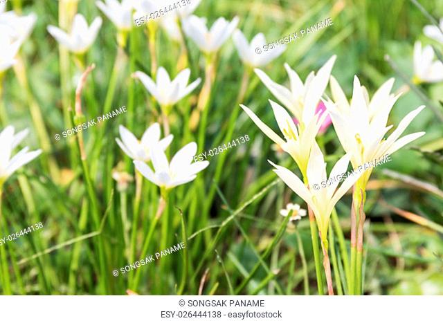 Fairy Lily, Rain lily, Little Witches flower in garden