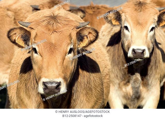 Aubrac (Bos taurus) Cow, Calf, France