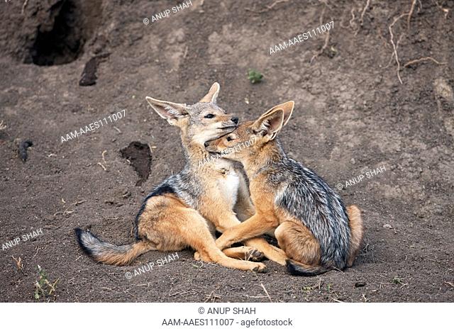 Black-backed jackal pups 6-9 months old playing outside the den (Canis mesomelas). Maasai Mara National Reserve, Kenya. August 2009