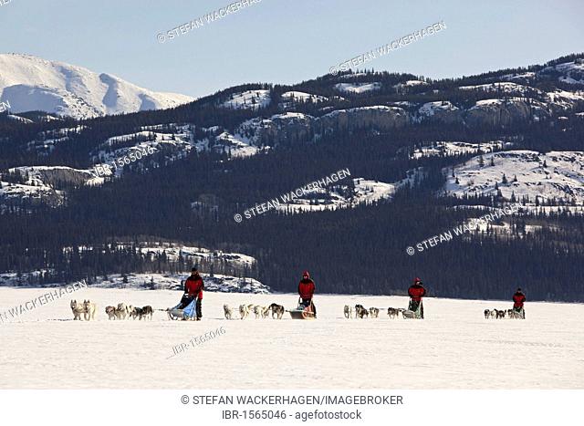 Four men, mushers running, driving dog sleds, Alaskan Huskies, mountains behind, frozen Lake Laberge, Yukon Territory, Canada