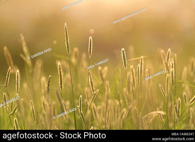 Grasses shine in evening light, Germany