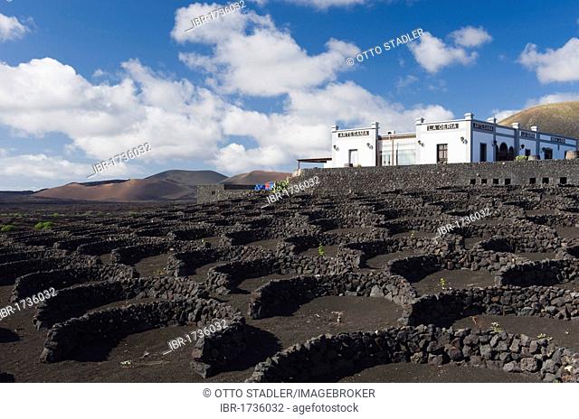 Vineyard, winery, wine-growing, dryland agriculture on lava, La Geria, Lanzarote, Canary Islands, Spain, Europe