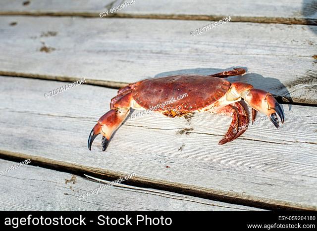 alive crab standing on wooden floor. outdoor shot in norway. copy space