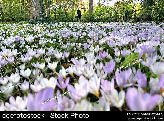 06 October 2022, Berlin: Autumn crocus blooms on a grassy strip in the Steglitz district of Berlin. Photo: Stephanie Pilick/dpa. - Berlin/Germany