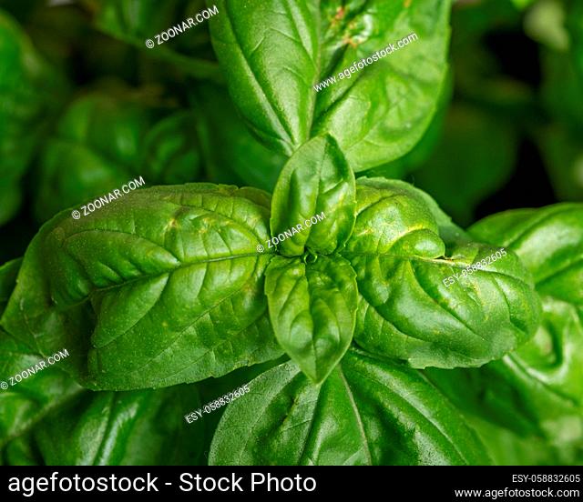 Fresh homegrown basil growing in flower pot, close up.Plant care, hobbies