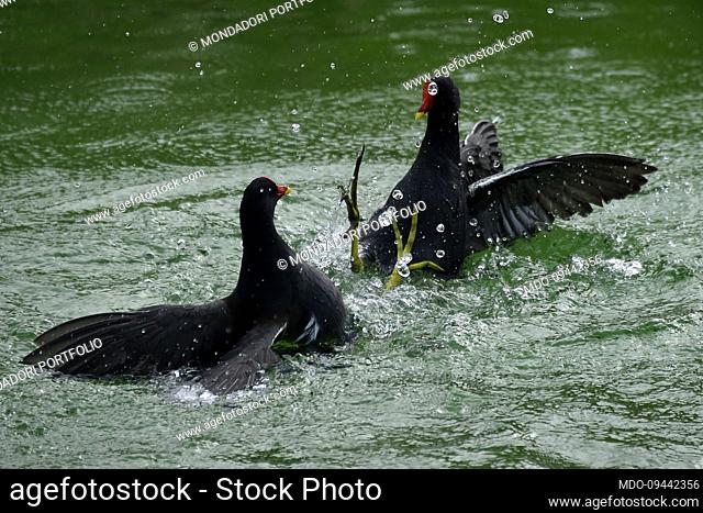 Common moorhens in the Bioparc. Valencia (Spain), November 07th, 2022