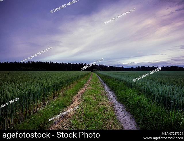 Tractor track in the cornfield, Bavaria, Germany