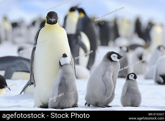 Emperor penguin (Aptenodytes forsteri), Penguin Colony with Adults and Chicks, Snow Hill Island, Antarctic Peninsula, Antarctica