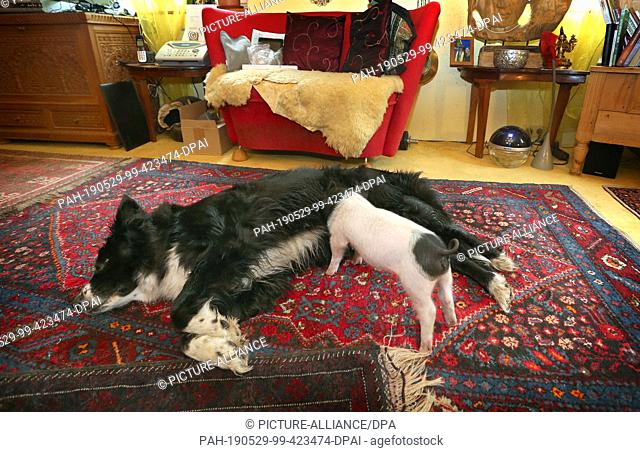 28 May 2019, Bavaria, Immenstadt: Bitch Molly suckles the barely six weeks old piglet Rosa. The Border Collie bitch feeds the piglet