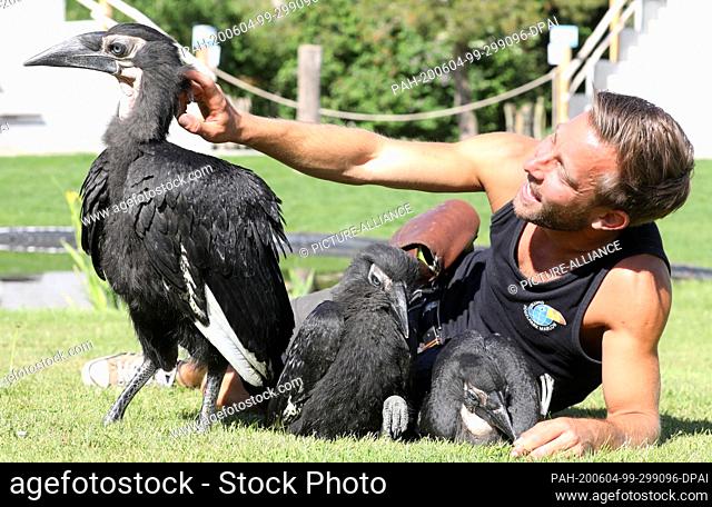 03 June 2020, Mecklenburg-Western Pomerania, Marlow: In the bird park Patrick Furch sits with three young Kaffir Horned Ravens on the meadow