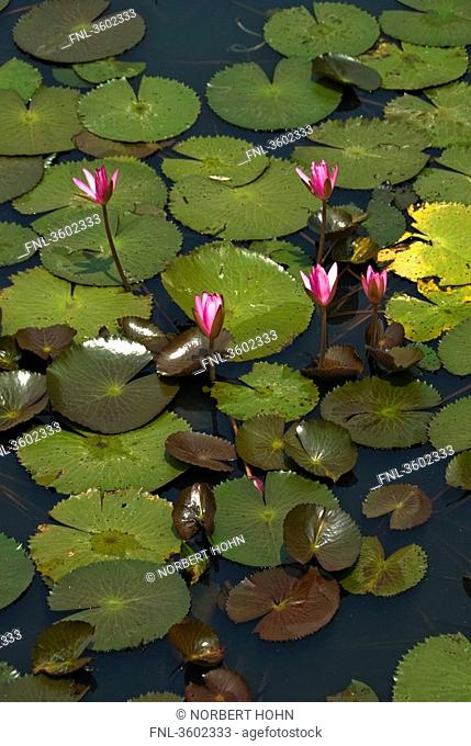 Sacred Lotus Nelumbo nucifera on water, Thailand