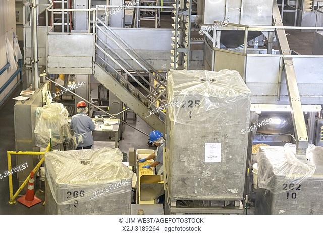 Hilo, Hawaii - A worker processes macadamia nuts at the Mauna Loa Macadamia Nut factory