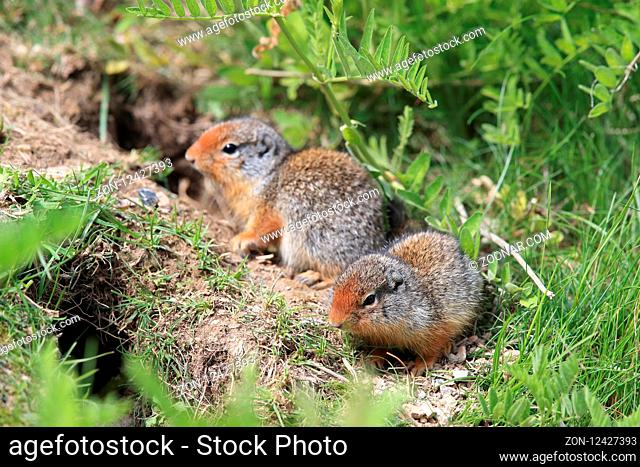Columbian ground squirrel Cub canadian Rockies