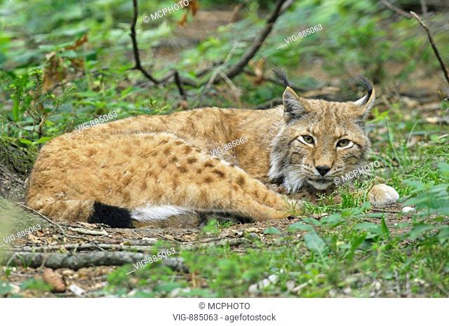 Europõischer Luchs ( Felis lynx) European Lynx + Bayern; Bavaria; GERMANY; Germany - Poing, GERMANY / Germany, 06/06/2007