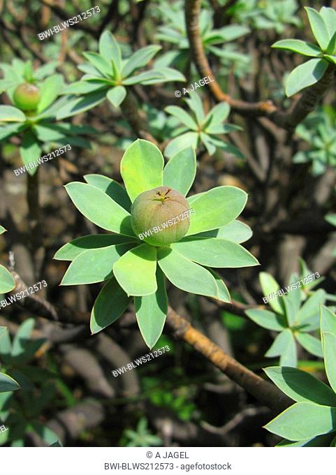 spurge Euphorbia balsamifera, fruit, Canary Islands, Tenerife