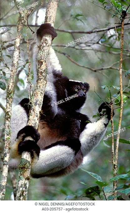 Indri (Indri indri), largest living lemur. Madagascar