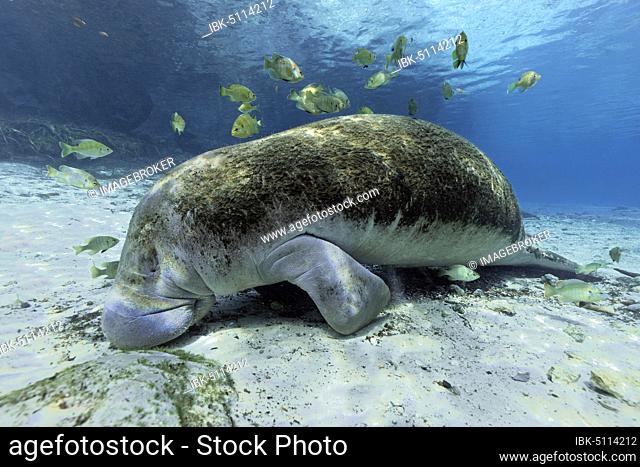 West Indian manatee (Trichechus manatus), overgrown with moss, resting on the bottom, Grass perch, Green sunfish (Lepomis cyanellus) eats moss from manti