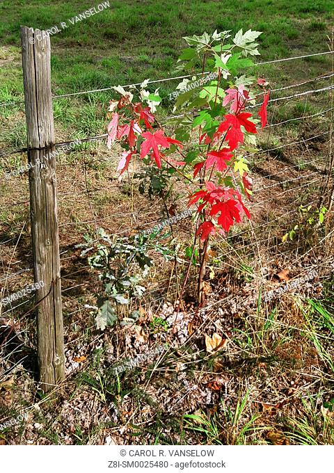Vines on chain fence with leaves beginning to turn colors in autumn. Shot taken in Limburg province of the Netherlands