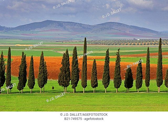 España. La Mancha. Typical landscape near Santa Cruz de Mudela
