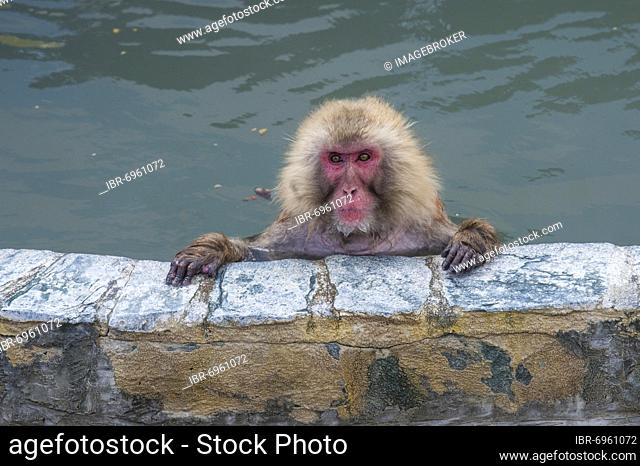 Hot-Tubbing Monkeys, Hakodate, Hokkaido, Japan, Asia
