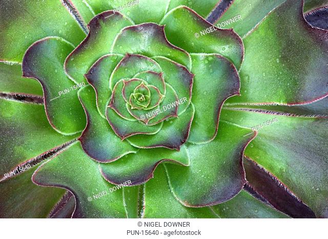 Close-up abstract of the rosette of leaves of Aeonium arboreum 'Voodoo' growing in West Acre Gardens, Norfolk
