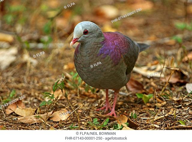 Grey-fronted Quail-dove (Geotrygon caniceps) adult, standing on forest floor, Zapata Peninsula, Matanzas Province, Cuba, March