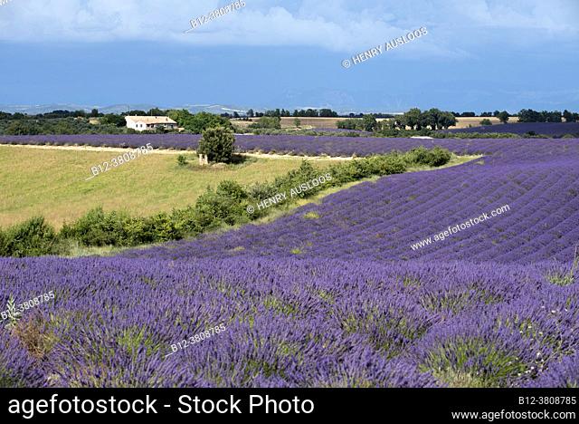 France, Alpes de Haute Provence (04), plateau de Valensole; landscape of Provence