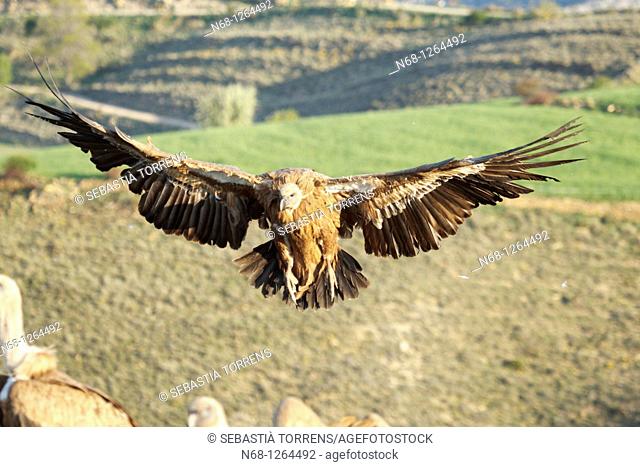 Griffon Vulture Gyps fulvus landing, Lleida, Spain