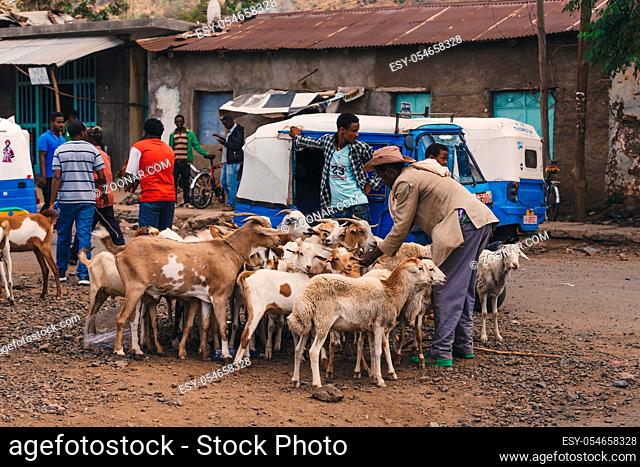 AXUM, ETHIOPIA, APRIL 27th 2019: Ethiopian people selling and buying domestic farm animals on weekly animal market place near main street of Aksum on April 27