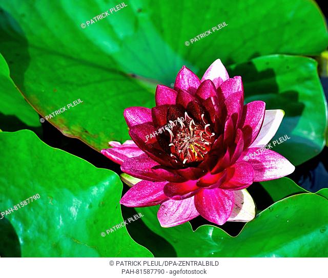 A flowering water lily pictured at the water lily farm in Gross Rietz, Germany, 26 June 2016. Christian Meyer-Zilinski has been growing rare and new types of...