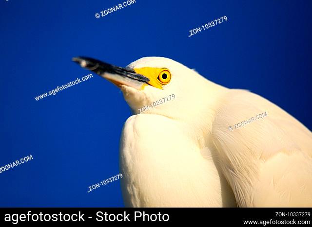 Portrait of Snowy egret (Egretta thula) against blue sky