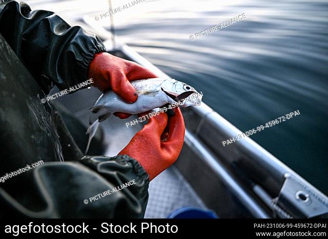PRODUCTION - 02 October 2023, Baden-Württemberg, Vor Ìberlingen Auf Dem Bodensee: Fisherman Anita Koops cuts the throat of a whitefish