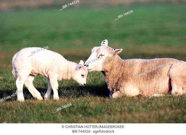 Domestic sheep (Ovis aries) with lamb, Netherlands, Europe