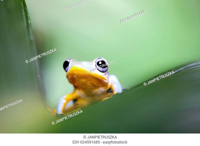 Exotic frog in indonesia, Rhacophorus reinwardtii on colorful background
