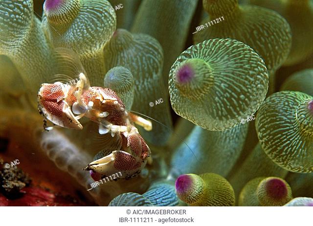 Porcelain Crab (Porcellanidae) in a Bubble-tip Anemone (Entacmaea quadricolor), Tulamben, Bali, Indonesia