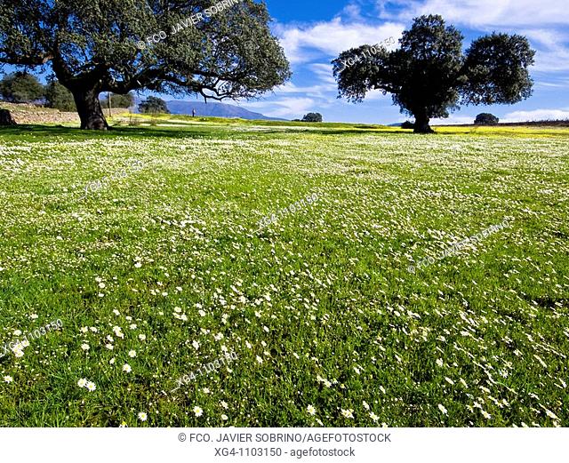 Encinas y prados repletos de flores - Dehesas de Granadilla - Granadilla - Cáceres - Extremadura - España