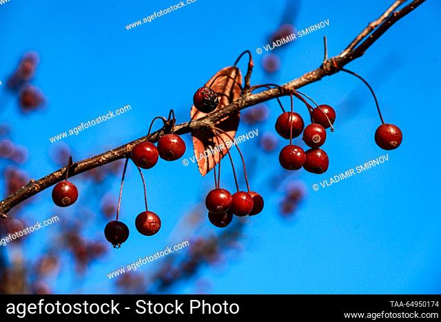 RUSSIA, IVANOVO REGION - NOVEMBER 18, 2023: Berries on a wild cherry tree against a blue sky in late autumn. Vladimir Smirnov/TASS