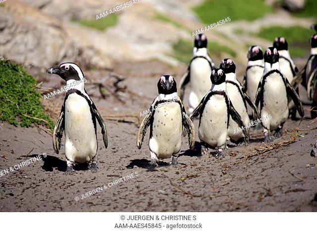 Jackass Penguin, Spheniscus demersus, Betty's Bay, South Africa, group of adults walking on beach