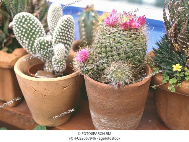 Close-up of red Rebutia 'Miniscula cactus and Opuntia cactus in terracotta pots