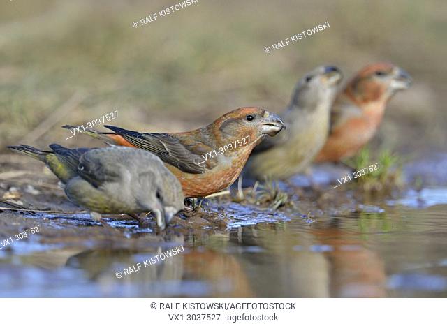 of Parrot Crossbills ( Loxia pytyopsittacus ), little flock, males and females drinking at a natural puddle, low point of view, wildlife, Europe