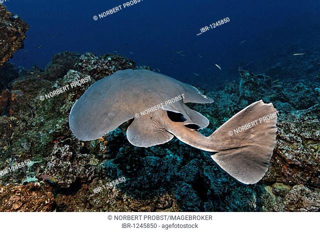 Giant electric ray (Narcine entemedor), electric, dangerous, swimming over reef, Cabo Marshall, Galapagos archipelago, Unesco World Nature Preserve, Ecuador